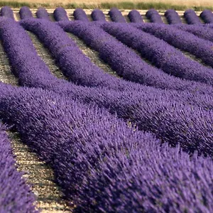 https://la-valensole.fr-provencehotel.com